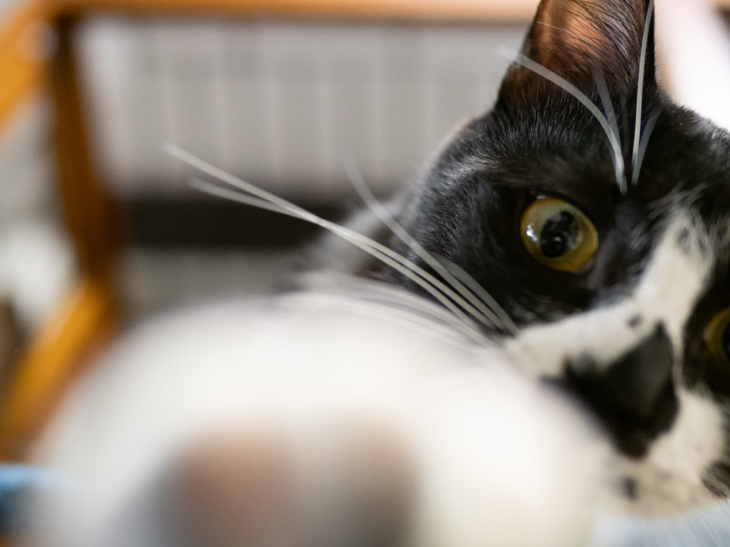 猫カフェにて #51