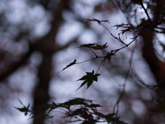 冬の予感
