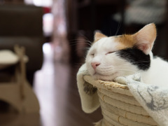 猫カフェにて#9