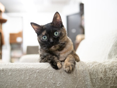 猫カフェにて #59