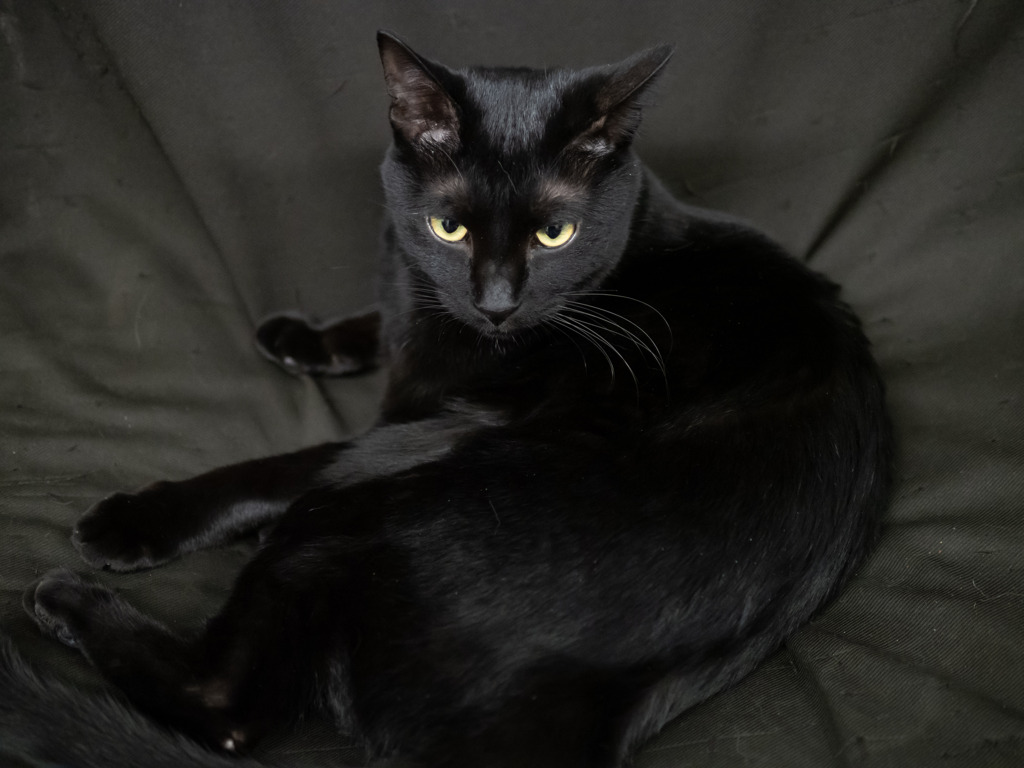 猫カフェにて #60