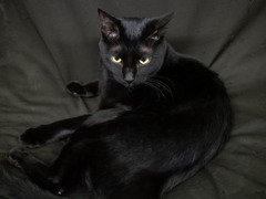 猫カフェにて #60 猫カフェにて #60