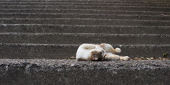 ねころがる