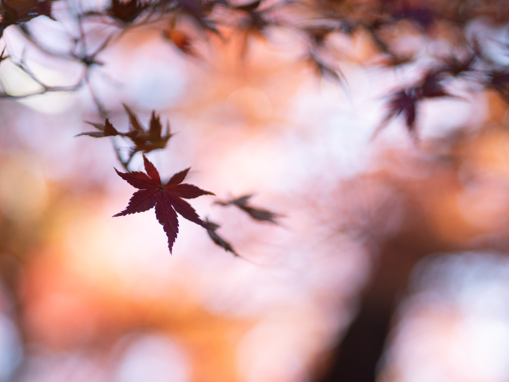 山王神社のモミジ