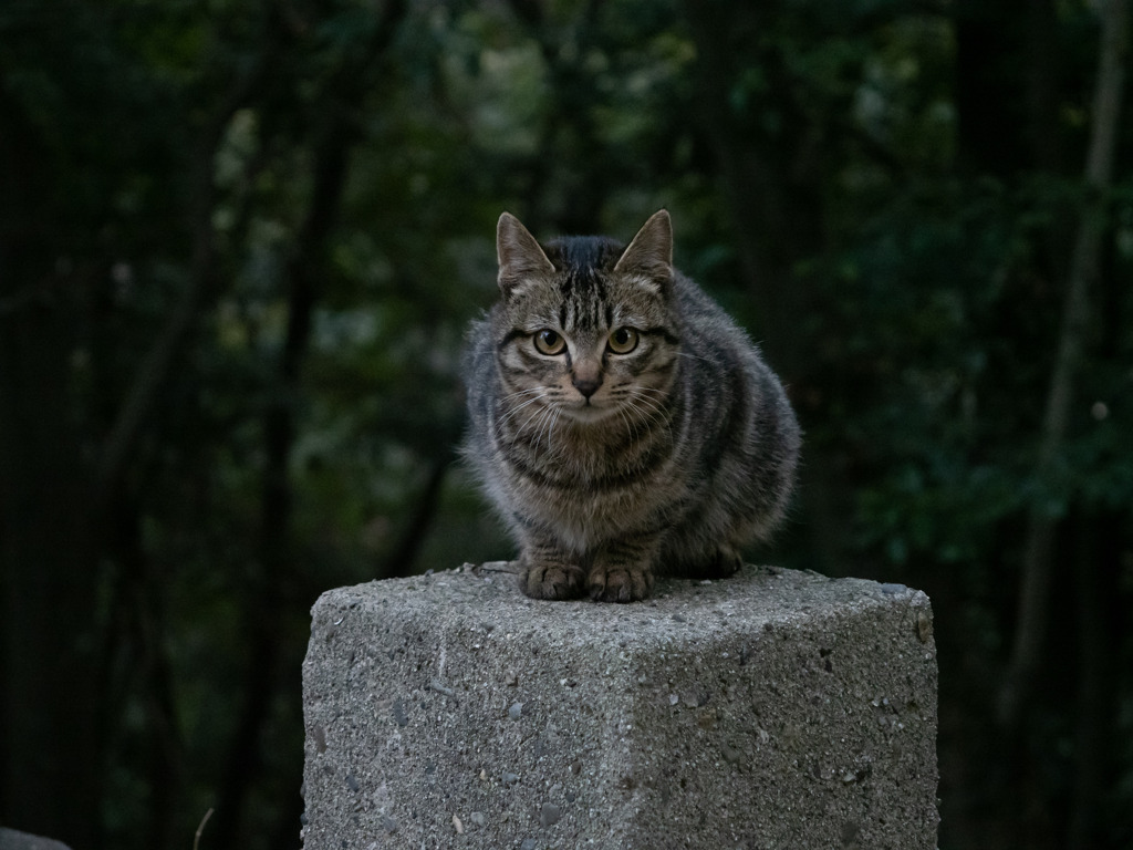 真正面
