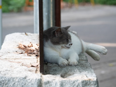 暑い日差しのこちらとあちら