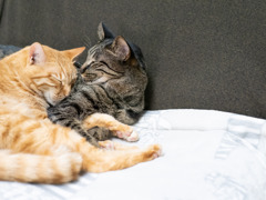 猫カフェにて #54