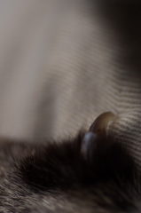 claw