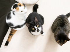 猫カフェにて #52