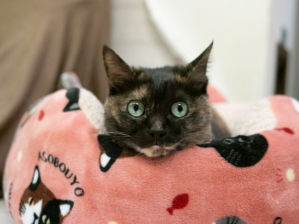 猫カフェにて #42