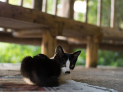 子猫