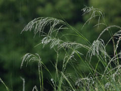 雨