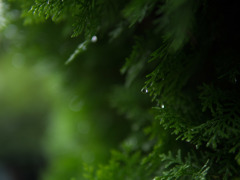 水は移ろい、命を潤す