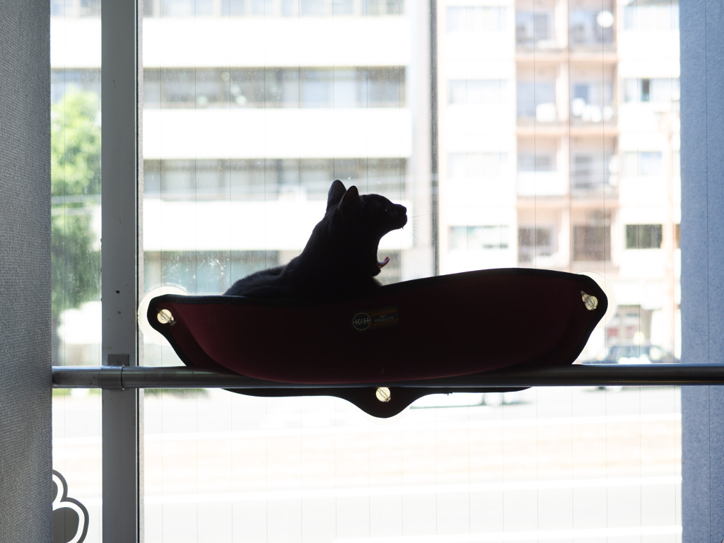 猫カフェにて #58