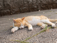 眠い時には寝るのが一番