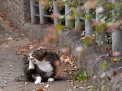 まだ寒くなる前の朝