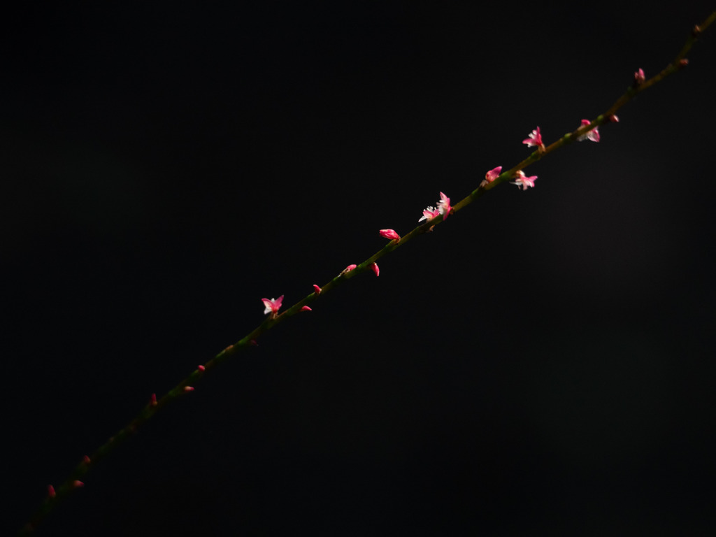 紅白