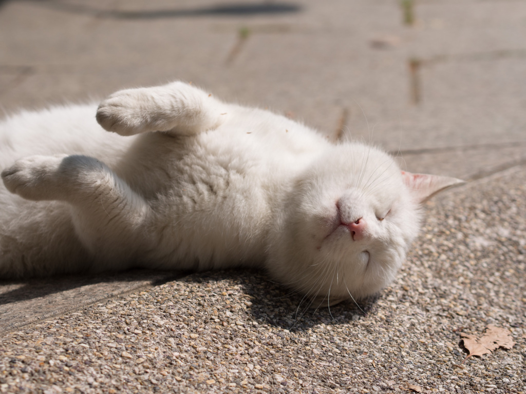 おやじねこ