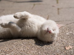 おやじねこ
