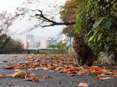落ち葉の広場で