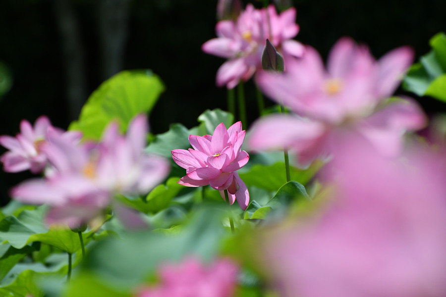 華やかに