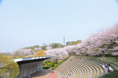 野外音楽場と桜