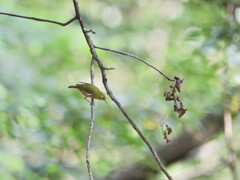 小さく撮って大きな存在　②