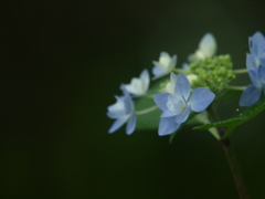 浜の神社の紫陽花三昧