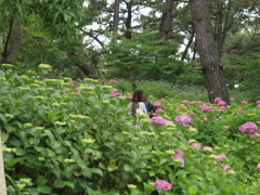 カップルで紫陽花観賞