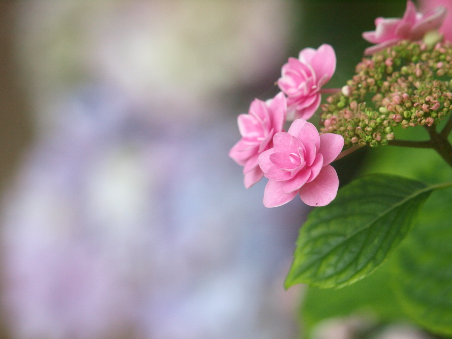 色は紫陽花、姿は洋花