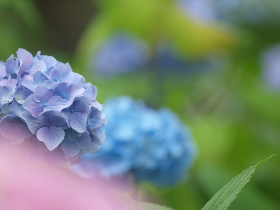 花色色々
