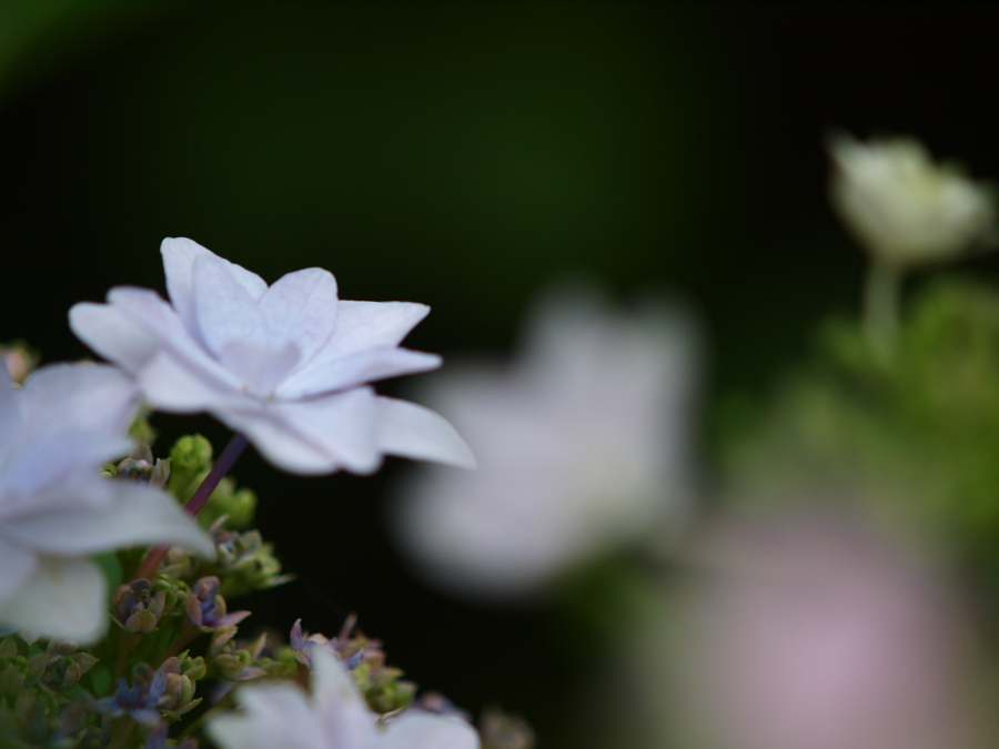 後ろの花はどんな花