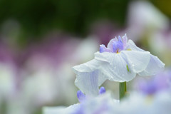 梅雨らしからぬ淡色ちょっと撮影角度変えてみて
