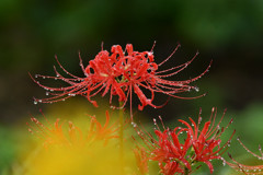 キリっと彼岸花