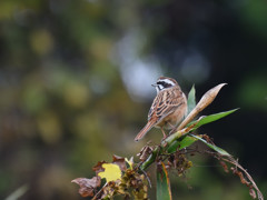 ベーシックバード