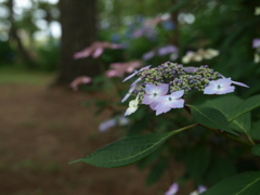 標準ズームにて