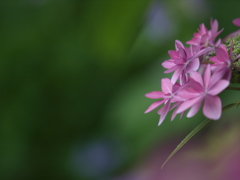 浜の神社の紫陽花三昧