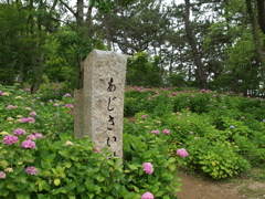 浜の神社の紫陽花園
