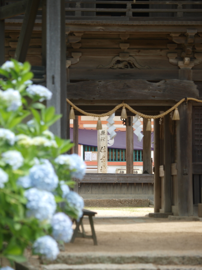 浜の神社の紫陽花三昧