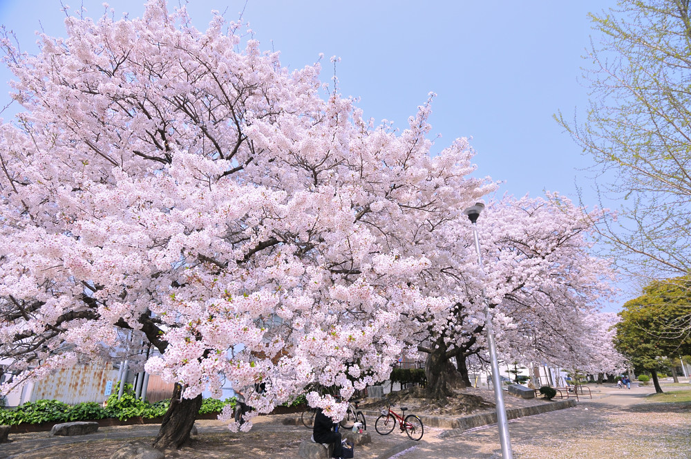 桜満開の児童公園