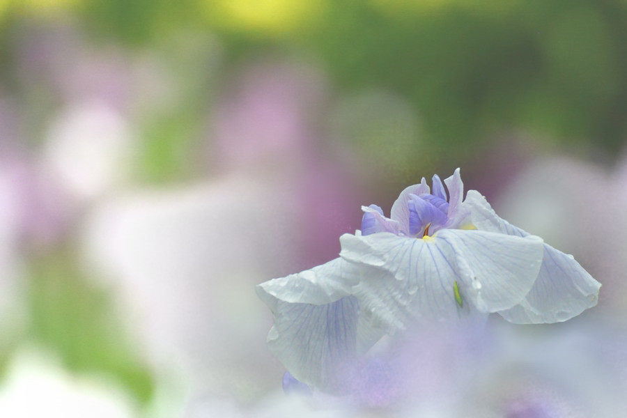 梅雨らしからぬ淡色ちょっと撮影角度変えてみて