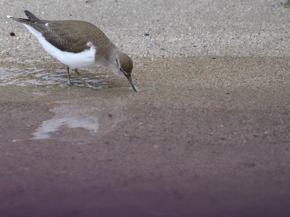 パープルリバー　③