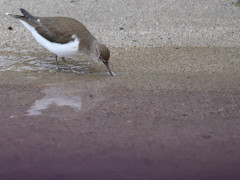 パープルリバー　③