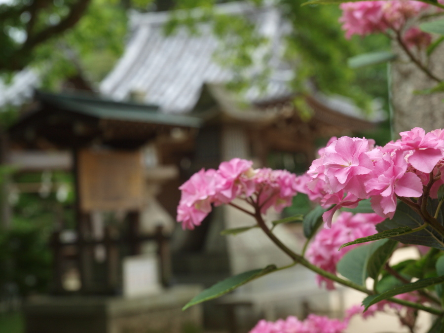 浜の神社の紫陽花三昧