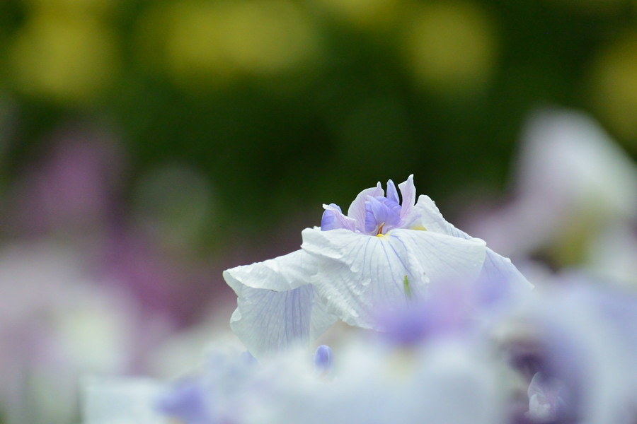 梅雨らしからぬ淡色ちょっと撮影角度変えてみて