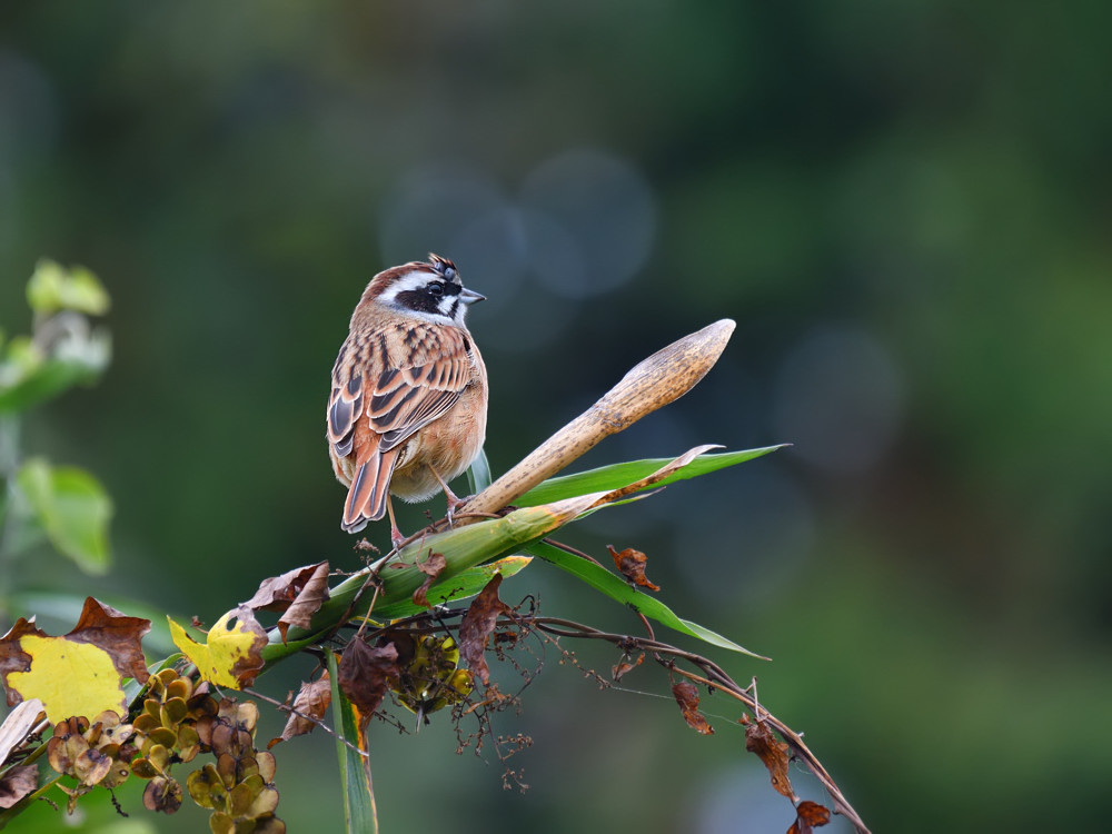 ホオジロ　プロトタイプ