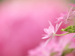 ピンク　in ピンク