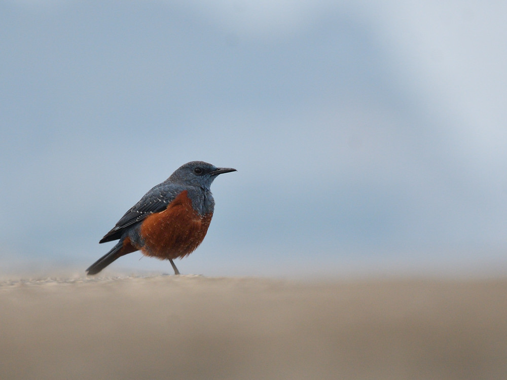 片足のイソヒヨ　１