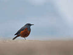 片足のイソヒヨ　１