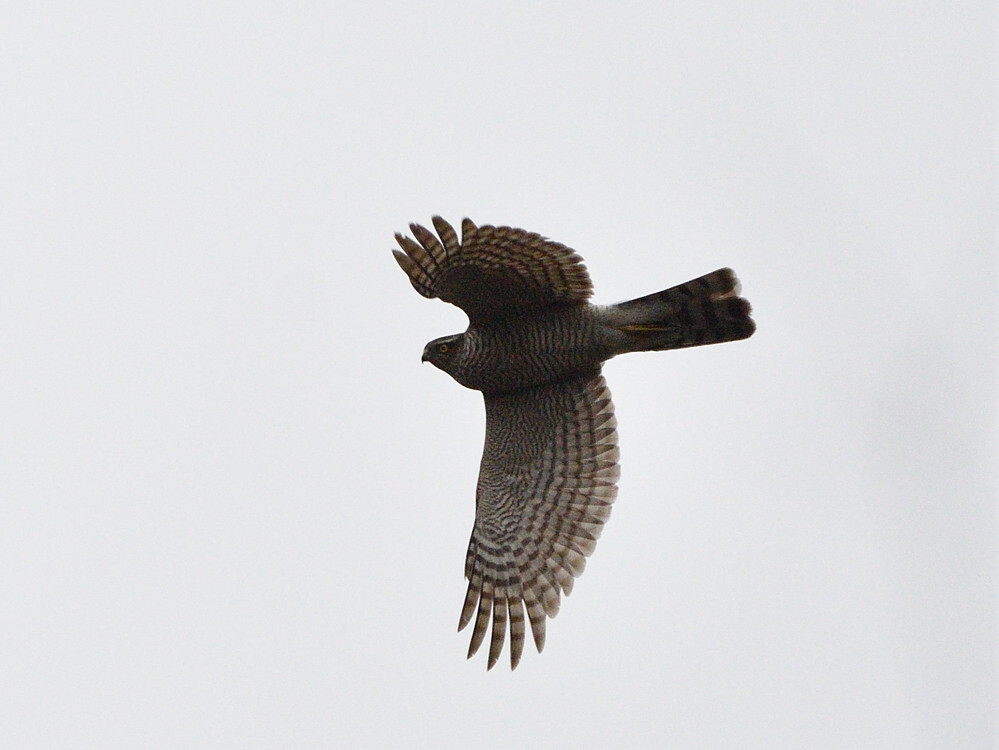 2019 12 21　出会った鳥さん⑤